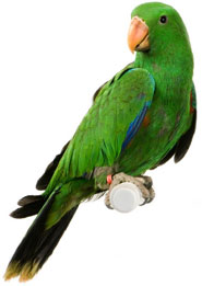 Parrot - Eclectus